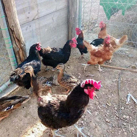 Charming House + Pool Deltebre